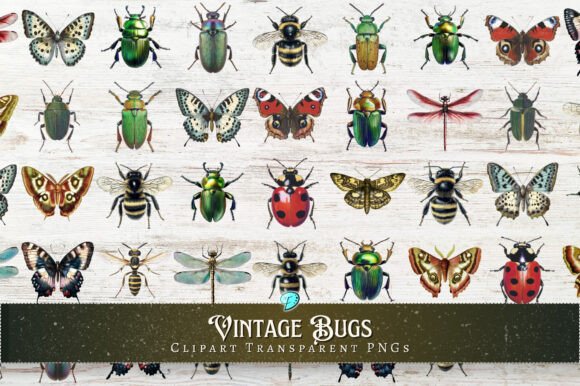 Download Vintage Bugs Clipart Transparent PNGs - Art Collection