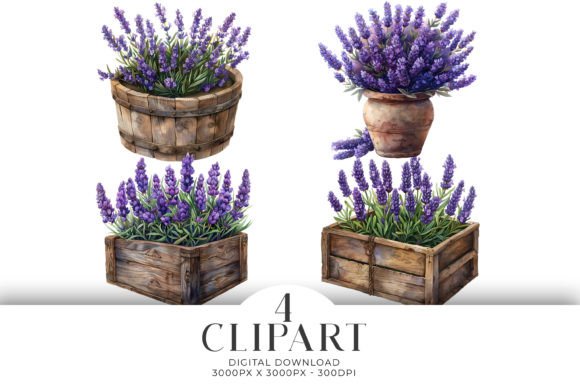 Download Lavender in Boxes Clipart Illustrations - Art Collection